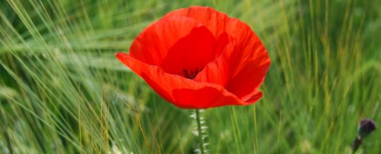 07/12 : A Narbonne « Nous voulons des coquelicots »